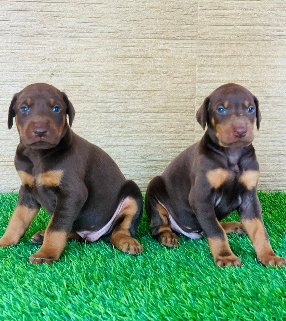 Order Female  Doberman Puppy from Chennai